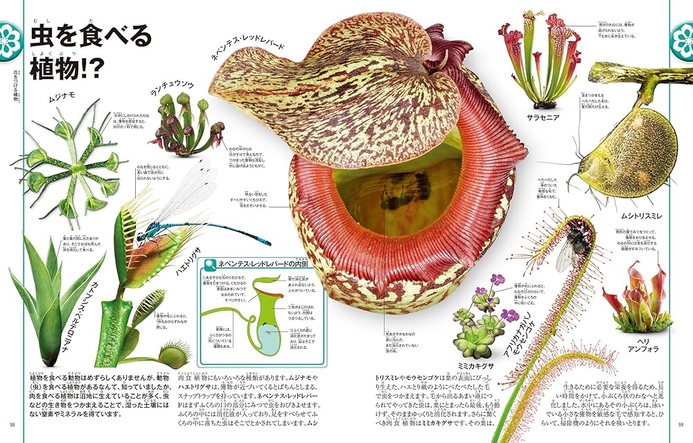 樹木の世界 大図鑑 樹木の世界 大図鑑 | クリス・クレネット, フィオナ